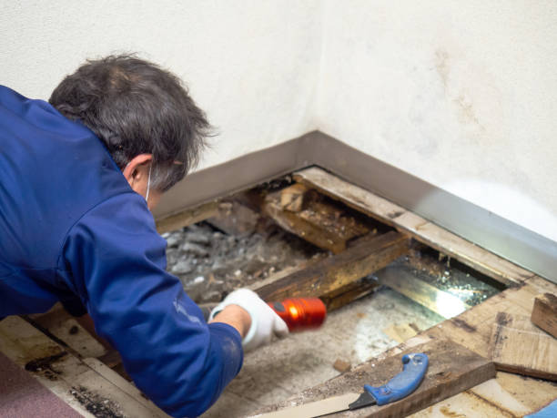 Best Mold Removal Specialists  in East Riverdale, MD