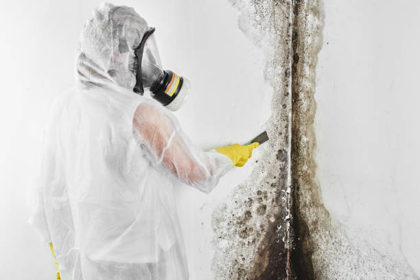 Best Home Mold Removal  in East Riverdale, MD