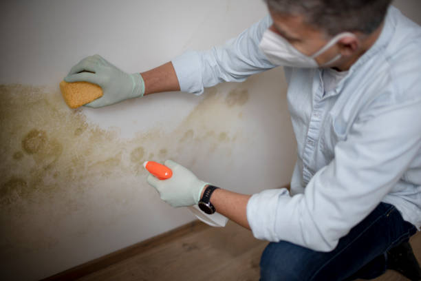 Best Residential Mold Removal  in East Riverdale, MD