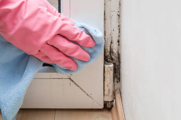 Best Mold Damage Repair  in East Riverdale, MD