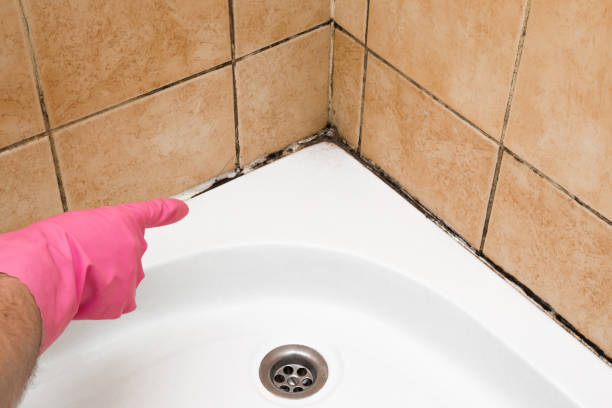 Best Certified Mold Removal  in East Riverdale, MD